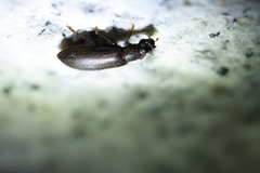Luprops orientalis
