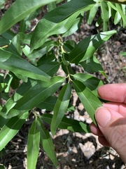 Ehretia saligna membranifolia