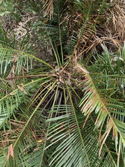 Cycas ophiolitica