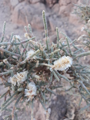 Salicornioideae