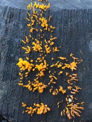 Dacrymyces spathularia