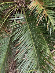 Cycas ophiolitica