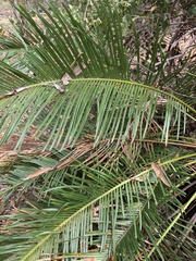 Cycas ophiolitica