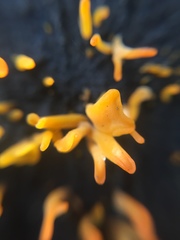 Dacrymyces spathularia