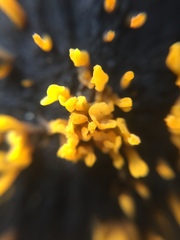 Dacrymyces spathularia