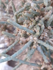 Salicornioideae
