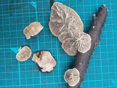 Daedaleopsis styracina