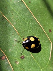 Paropsisterna sexpustulata