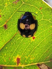 Paropsisterna sexpustulata