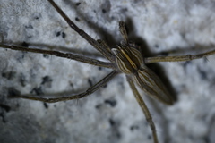 Pisaura ancora