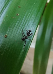 Phyllocrania