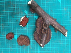 Daedaleopsis styracina