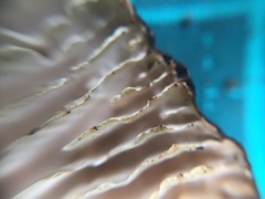 Daedaleopsis styracina