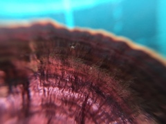 Daedaleopsis styracina