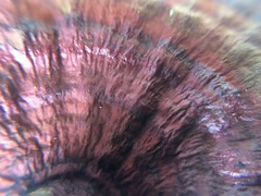 Daedaleopsis styracina