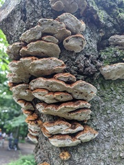 Inonotus mikadoi
