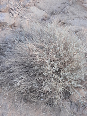Magnoliopsida