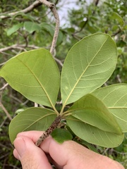 Terminalia porphyrocarpa