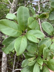 Terminalia porphyrocarpa
