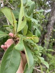 Terminalia porphyrocarpa