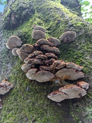 Inonotus mikadoi
