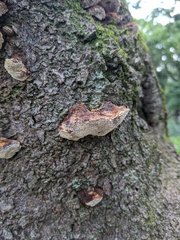 Inonotus mikadoi