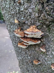 Inonotus mikadoi