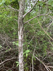 Terminalia porphyrocarpa