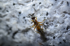 Hemerodromiinae