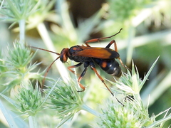Cryptocheilus octomaculatus