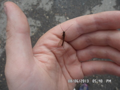 Siphlonurus lacustris