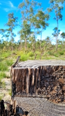 Diporiphora bilineata