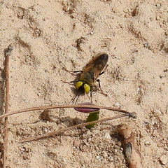 Tachysphex albocinctus