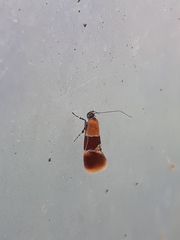 Epicallima bruandella