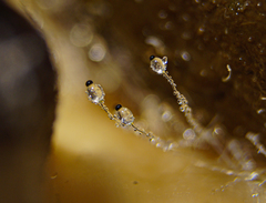 Pilobolus crystallinus