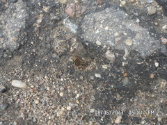 Siphlonurus lacustris