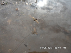 Siphlonurus lacustris