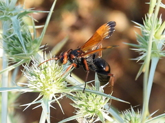 Cryptocheilus octomaculatus