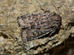 Dasygaster oressigenes