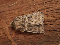 Dasygaster oressigenes