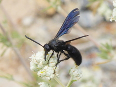 Scolia carbonaria