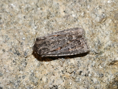 Dasygaster oressigenes