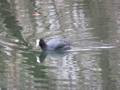 Fulica atra