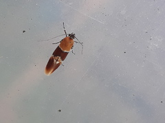 Epicallima bruandella