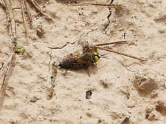 Tachysphex albocinctus