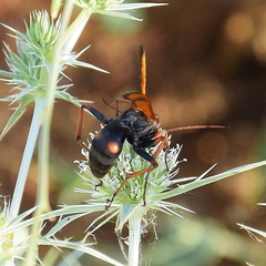 Cryptocheilus octomaculatus