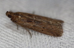 Faveria laiasalis