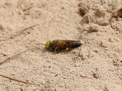 Tachysphex albocinctus