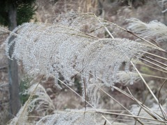 Miscanthus sinensis