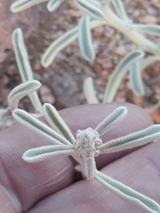 Magnoliopsida